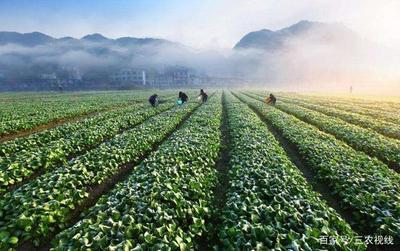 美青农业:引用北江源头水作为灌溉水,使用美国先进农业技术